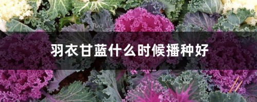 羽衣甘蓝什么时候播种好