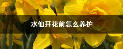 水仙开花前怎么养护