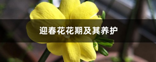 迎春花花期及其养护