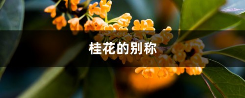 桂花的别称，桂花的样貌