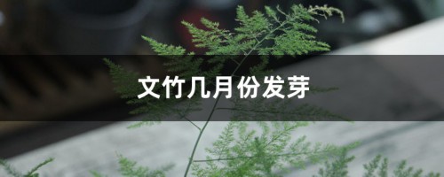 文竹几月份发芽，文竹的生长季节在几月份