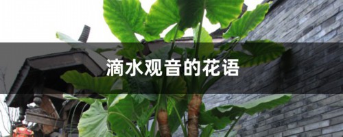 滴水观音的花语和寓意，送人有什么禁忌