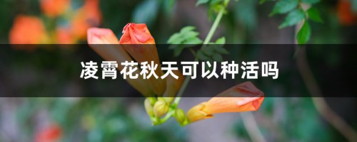 凌霄花秋天可以种活吗，如何种植