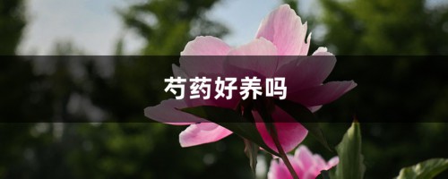 芍药好养吗