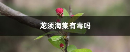 龙须海棠有毒吗