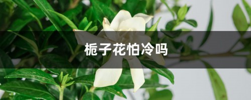 栀子花怕冷吗