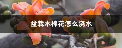 盆栽木棉花怎么浇水，怎么种植