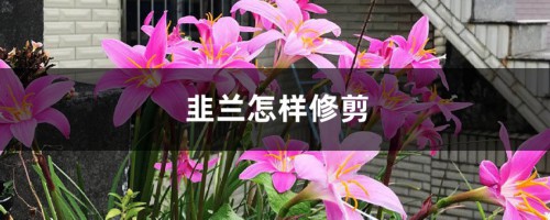 韭兰怎样修剪