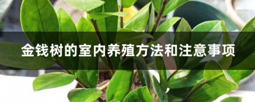 金钱树的室内养殖方法和注意事项