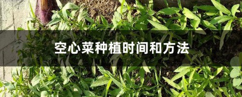 空心菜种植时间和方法