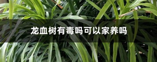 龙血树有毒吗可以家养吗