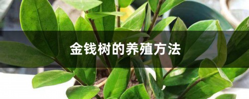 金钱树的养殖方法，怎么样才茂盛