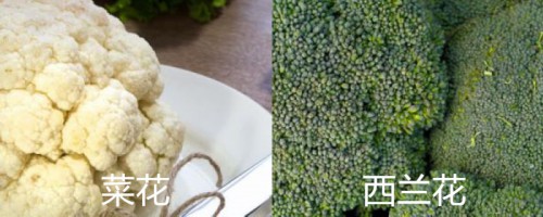 菜花和西兰花有什么区别，两者是一种东西吗