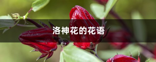 洛神花的花语和寓意，有什么传说故事