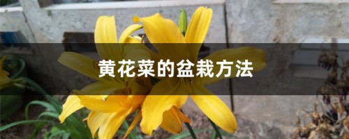 黄花菜的盆栽方法