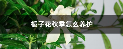 栀子花秋季养护：可以换盆吗？