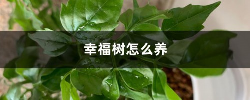 幸福树怎么养才茂盛：多久浇一次水，叶子卷曲下垂怎么办？