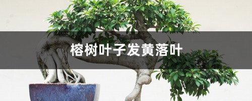 榕树叶子发黄、落叶什么原因