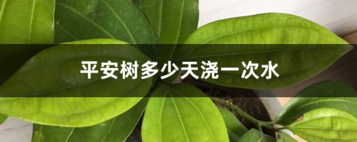 平安树多少天浇一次水