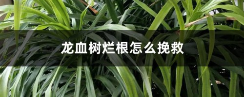 龙血树烂根怎么挽救