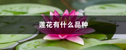 莲花有什么品种，莲花品种简介