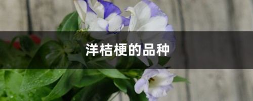 洋桔梗的品种