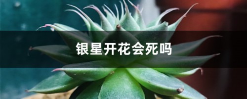 银星开花会死吗