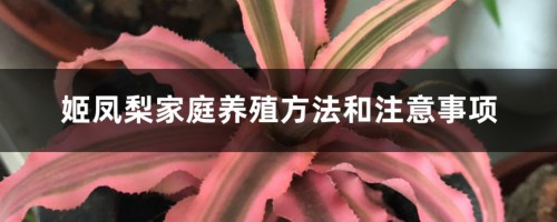 姬凤梨家庭养殖方法和注意事项