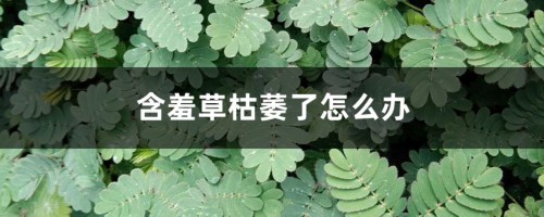 含羞草枯萎了怎么办