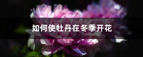 如何使牡丹在冬季开花