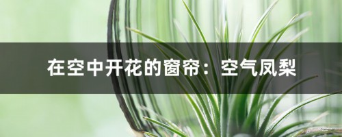 在空中开花的窗帘：空气凤梨