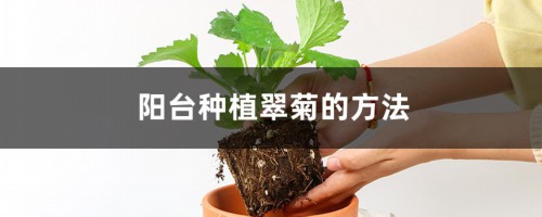 阳台种植翠菊的方法