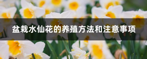 盆栽水仙花的养殖方法和注意事项