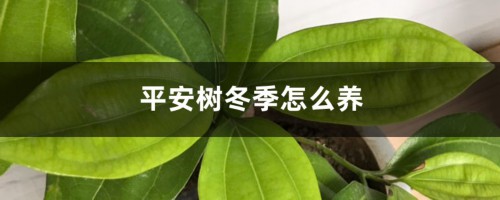 平安树冬季怎么养