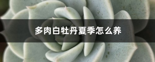 多肉白牡丹夏季养护方法大全！