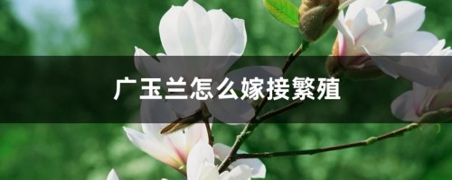 广玉兰怎么嫁接繁殖