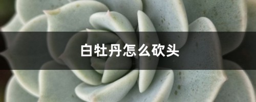 白牡丹怎么砍头