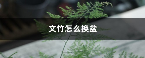 文竹怎么换盆