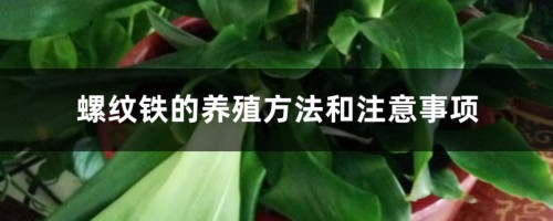 螺纹铁的养殖方法和注意事项